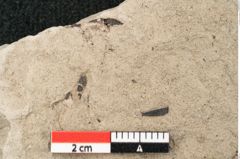 Foto (Detailansicht) von Acer platanoides Linne (NHMW-GEO-2024-0188-15015)